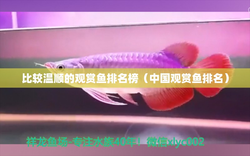 比較溫順的觀賞魚排名榜（中國觀賞魚排名） 泰國虎魚（泰虎） 第2張