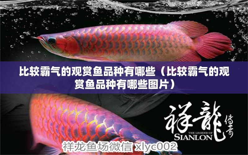 比較霸氣的觀賞魚(yú)品種有哪些（比較霸氣的觀賞魚(yú)品種有哪些圖片） 觀賞魚(yú)市場(chǎng)（混養(yǎng)魚(yú)）