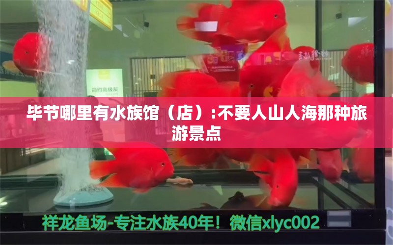 畢節(jié)哪里有水族館（店）:不要人山人海那種旅游景點 觀賞魚水族批發(fā)市場