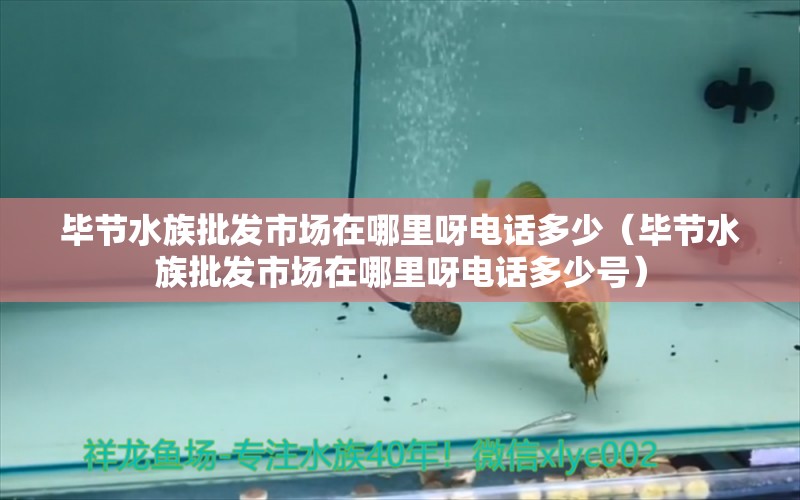 畢節(jié)水族批發(fā)市場(chǎng)在哪里呀電話多少（畢節(jié)水族批發(fā)市場(chǎng)在哪里呀電話多少號(hào)）