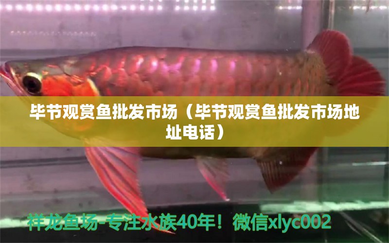 畢節(jié)觀賞魚批發(fā)市場（畢節(jié)觀賞魚批發(fā)市場地址電話） 觀賞魚批發(fā)