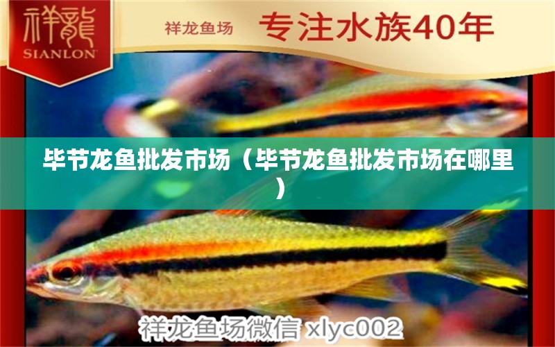 畢節(jié)龍魚(yú)批發(fā)市場(chǎng)（畢節(jié)龍魚(yú)批發(fā)市場(chǎng)在哪里） 龍魚(yú)批發(fā)