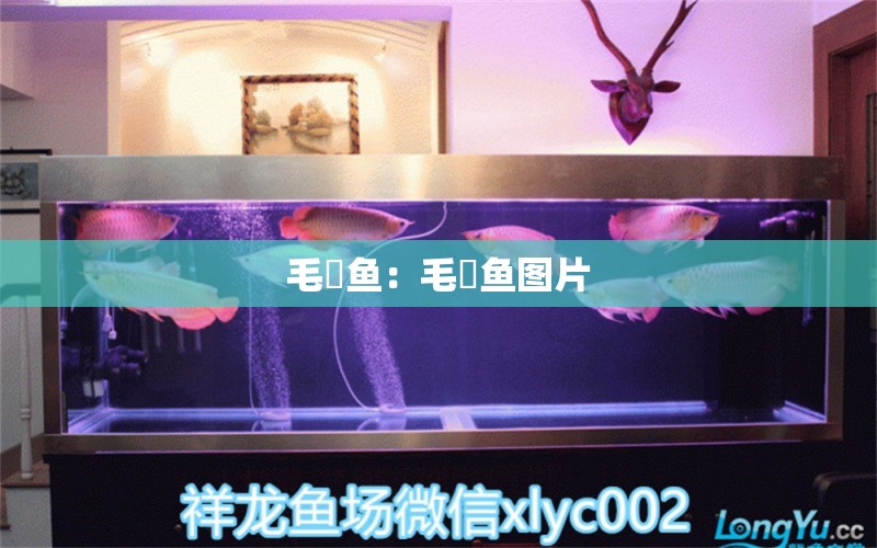 毛鲿魚：毛鲿魚圖片 黑桃A魚