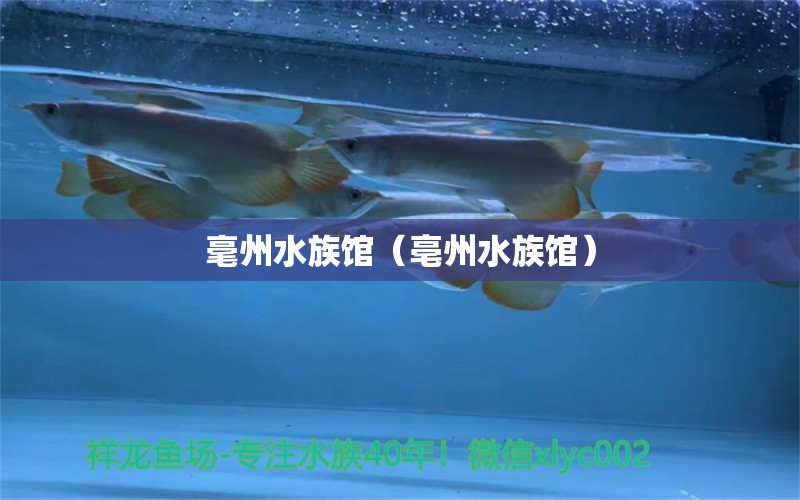 毫州水族館（亳州水族館）