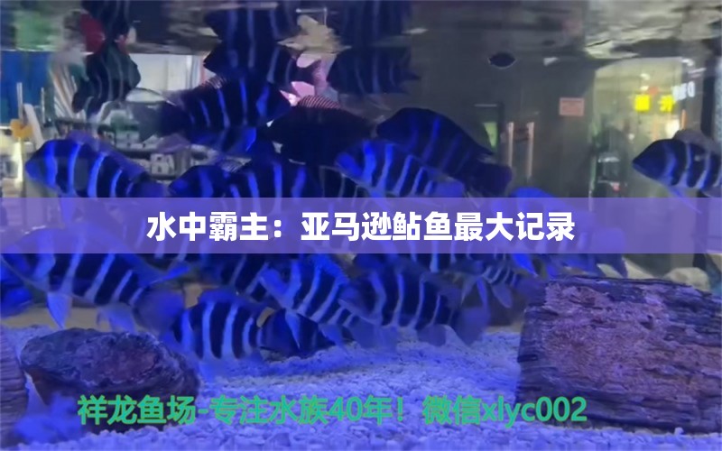 水中霸主：亞馬遜鲇魚最大記錄