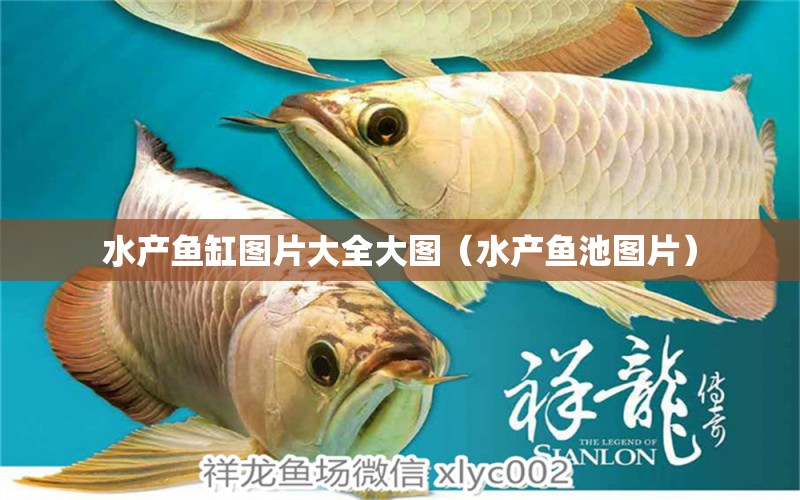 水產(chǎn)魚缸圖片大全大圖（水產(chǎn)魚池圖片） 印尼四紋虎