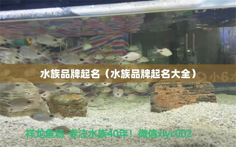 水族品牌起名（水族品牌起名大全）