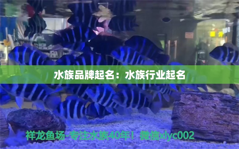 水族品牌起名：水族行業(yè)起名