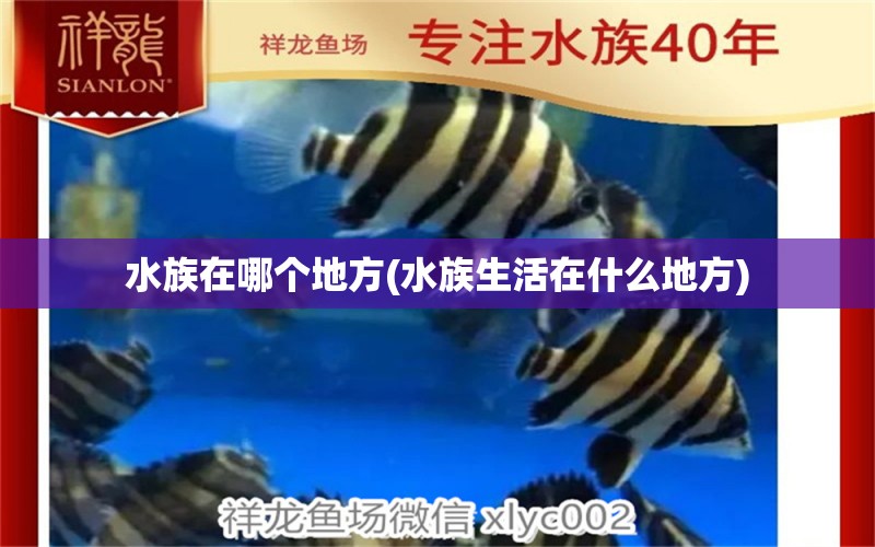 水族在哪個地方(水族生活在什么地方) 銀古魚苗