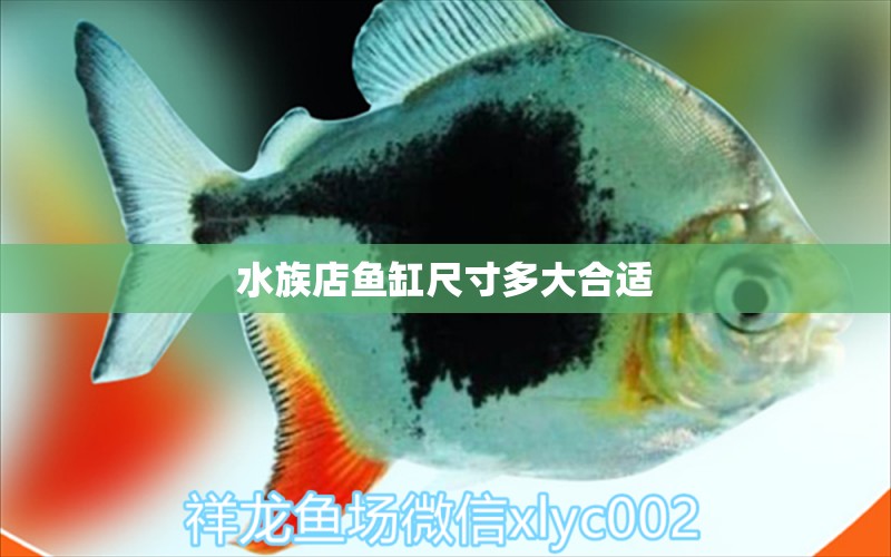 水族店魚缸尺寸多大合適