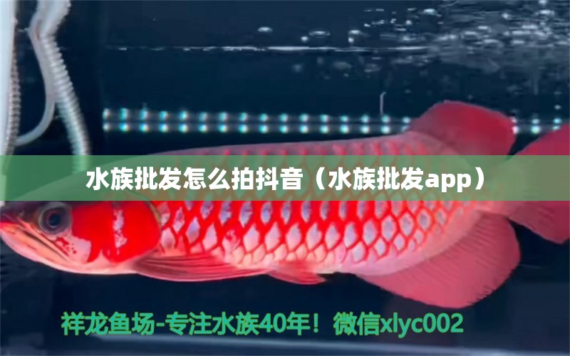 水族批發(fā)怎么拍抖音（水族批發(fā)app）