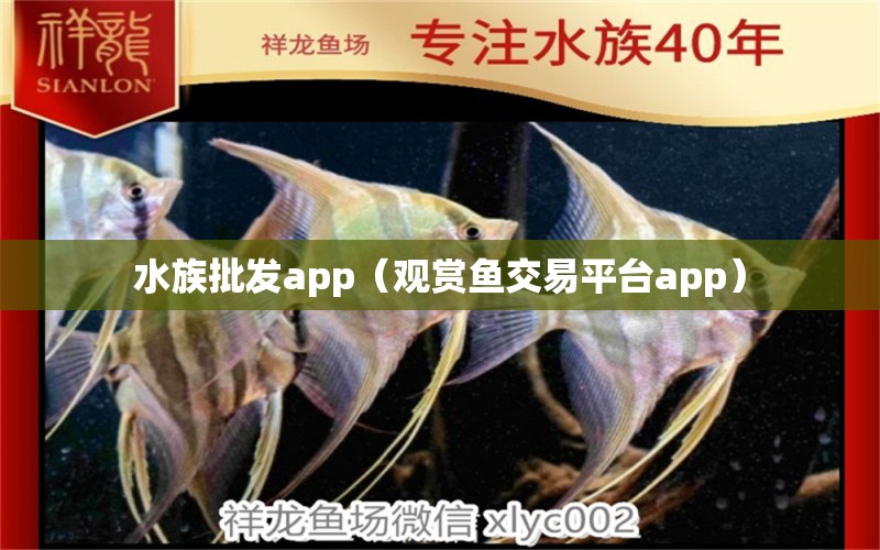 水族批發(fā)app（觀賞魚交易平臺app） 廣州龍魚批發(fā)市場