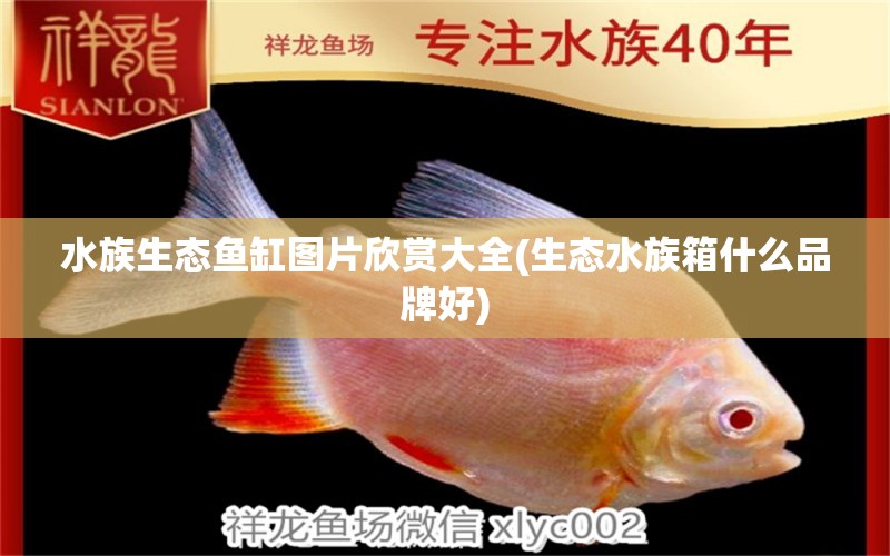 水族生態(tài)魚缸圖片欣賞大全(生態(tài)水族箱什么品牌好) 魚缸/水族箱