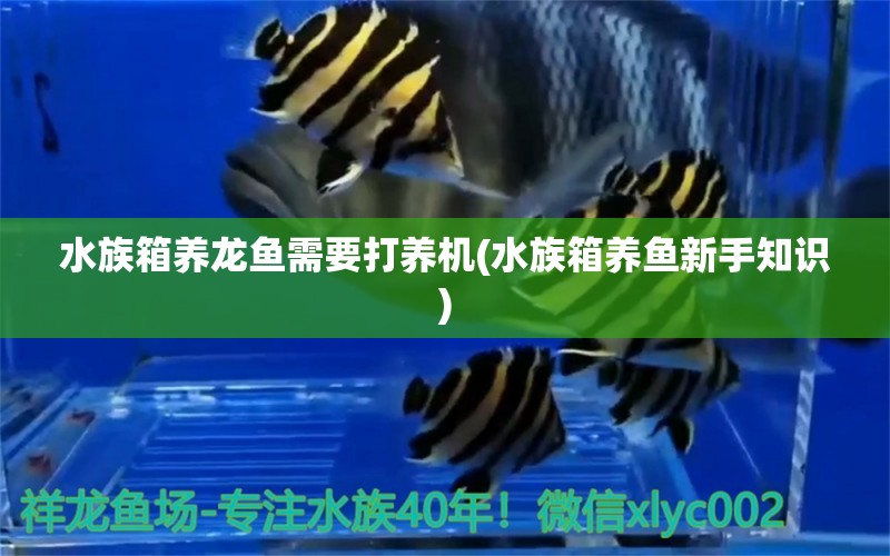 水族箱養(yǎng)龍魚需要打養(yǎng)機(jī)(水族箱養(yǎng)魚新手知識) 魚缸/水族箱