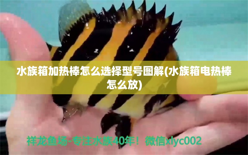 水族箱加熱棒怎么選擇型號圖解(水族箱電熱棒怎么放) 魚缸/水族箱