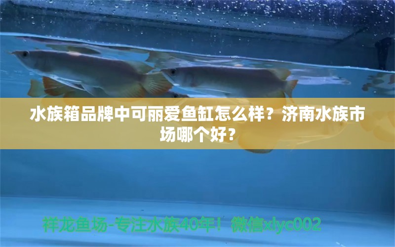 水族箱品牌中可麗愛魚缸怎么樣？濟(jì)南水族市場哪個(gè)好？