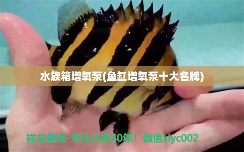 水族箱增氧泵(魚缸增氧泵十大名牌) 魚缸/水族箱