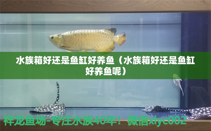 水族箱好還是魚缸好養(yǎng)魚（水族箱好還是魚缸好養(yǎng)魚呢） 魚缸/水族箱