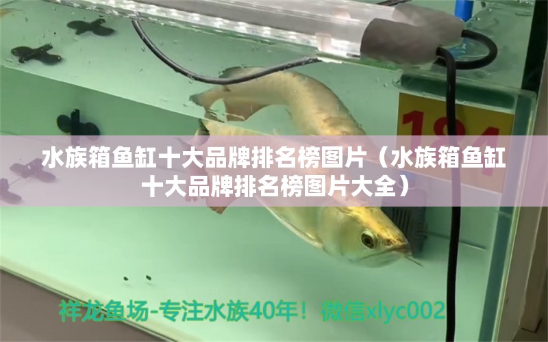 水族箱魚缸十大品牌排名榜圖片（水族箱魚缸十大品牌排名榜圖片大全） 魚缸/水族箱