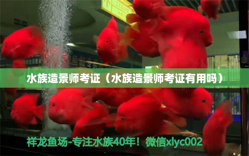 水族造景師考證（水族造景師考證有用嗎）