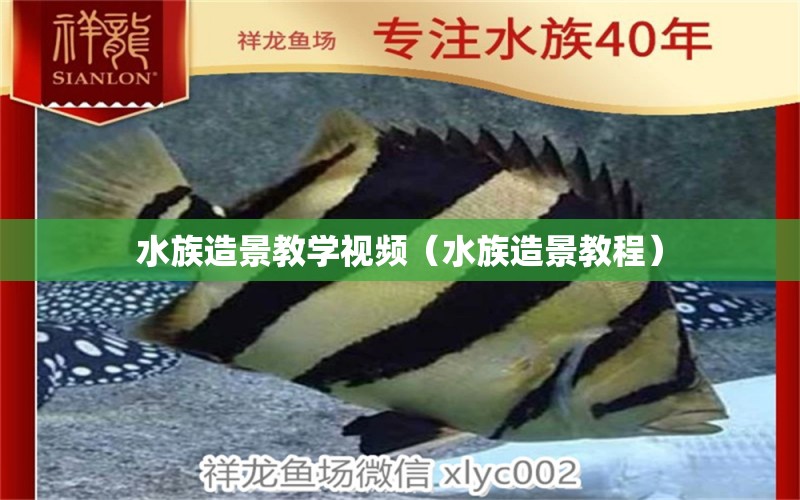 水族造景教學(xué)視頻（水族造景教程） 觀賞魚