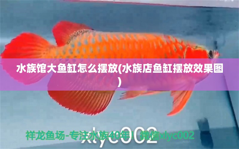 水族館大魚缸怎么擺放(水族店魚缸擺放效果圖) 金頭過(guò)背金龍魚 第1張