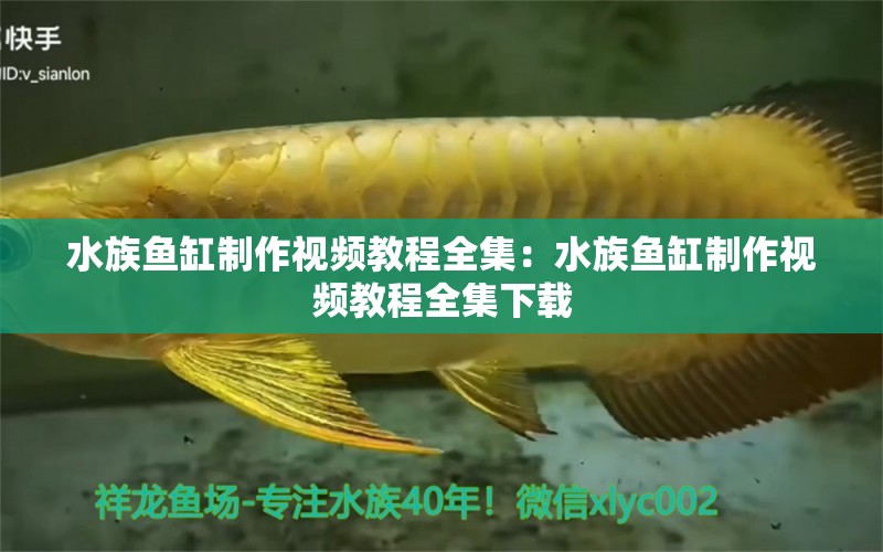 水族魚缸制作視頻教程全集：水族魚缸制作視頻教程全集下載 觀賞魚市場（混養(yǎng)魚）