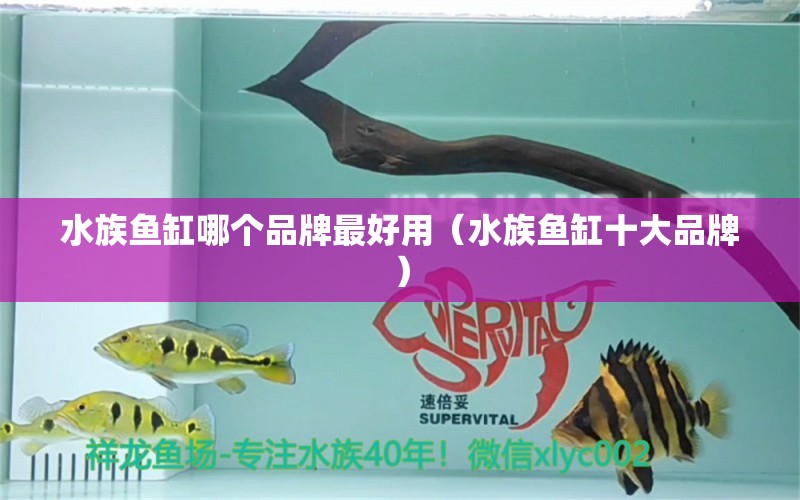 水族魚缸哪個品牌最好用（水族魚缸十大品牌） 泰國虎魚