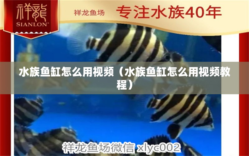 水族魚缸怎么用視頻（水族魚缸怎么用視頻教程） 白子紅龍魚