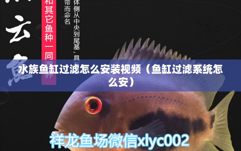 水族魚缸過濾怎么安裝視頻（魚缸過濾系統(tǒng)怎么安） 粗線銀版魚苗