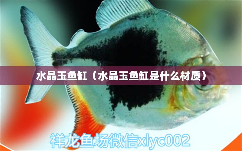 水晶玉魚缸（水晶玉魚缸是什么材質(zhì)） 祥龍水族醫(yī)院