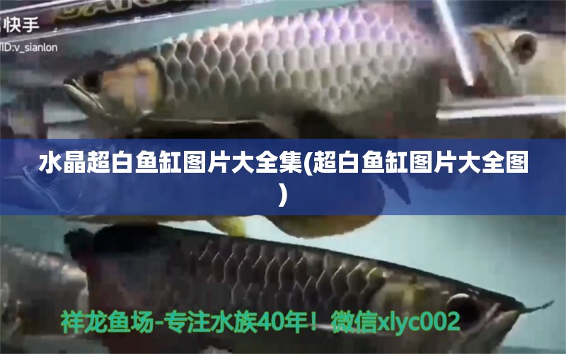 水晶超白魚缸圖片大全集(超白魚缸圖片大全圖) 一眉道人魚苗 第1張