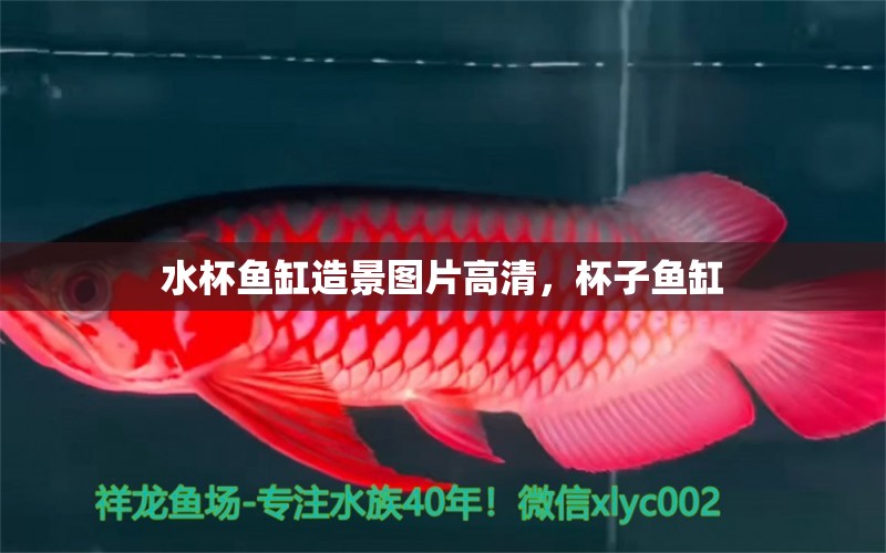 水杯魚缸造景圖片高清，杯子魚缸 水族燈（魚缸燈）