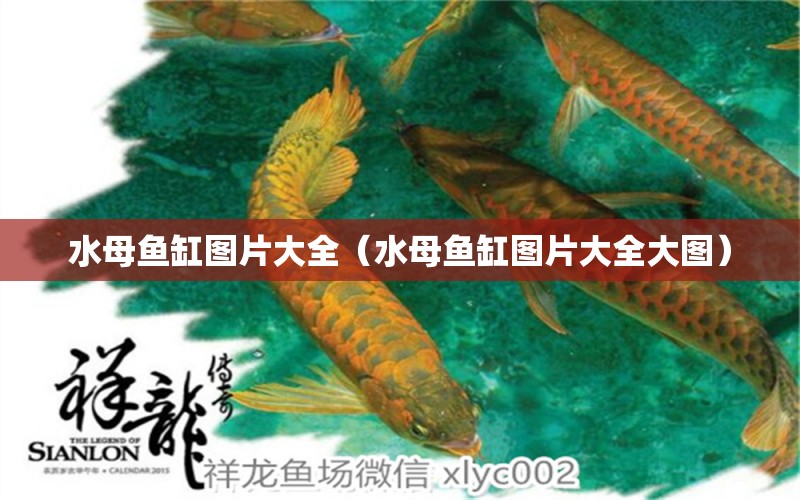 水母魚缸圖片大全（水母魚缸圖片大全大圖） 觀賞魚市場（混養(yǎng)魚）