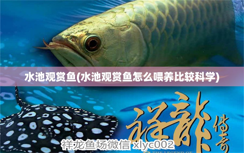 水池觀賞魚(水池觀賞魚怎么喂養(yǎng)比較科學(xué))