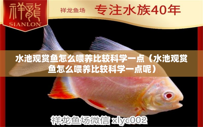 水池觀賞魚怎么喂養(yǎng)比較科學(xué)一點(diǎn)（水池觀賞魚怎么喂養(yǎng)比較科學(xué)一點(diǎn)呢）