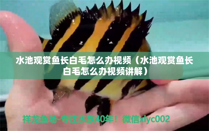 水池觀賞魚長(zhǎng)白毛怎么辦視頻（水池觀賞魚長(zhǎng)白毛怎么辦視頻講解）