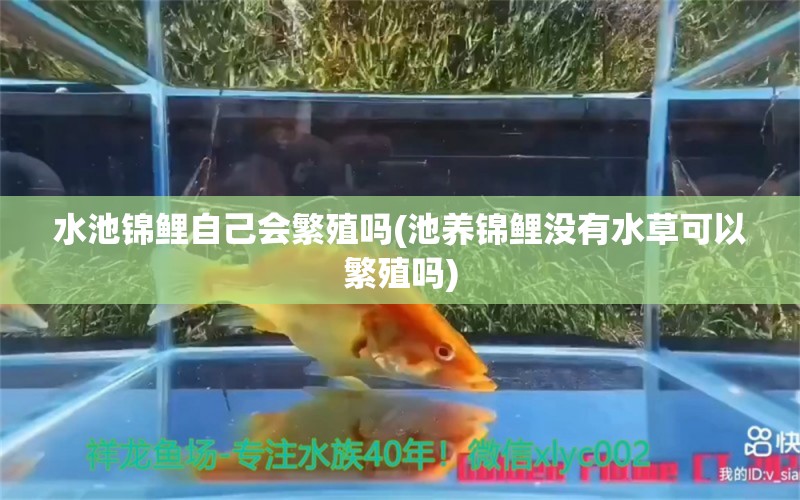 水池錦鯉自己會繁殖嗎(池養(yǎng)錦鯉沒有水草可以繁殖嗎) 水草