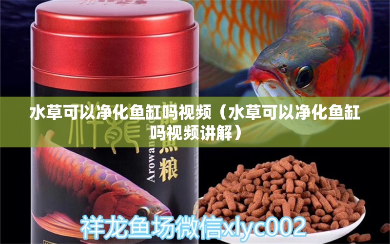 水草可以凈化魚缸嗎視頻（水草可以凈化魚缸嗎視頻講解）