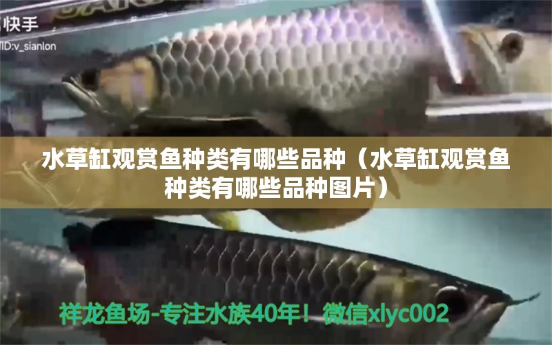 水草缸觀賞魚種類有哪些品種（水草缸觀賞魚種類有哪些品種圖片） 水草