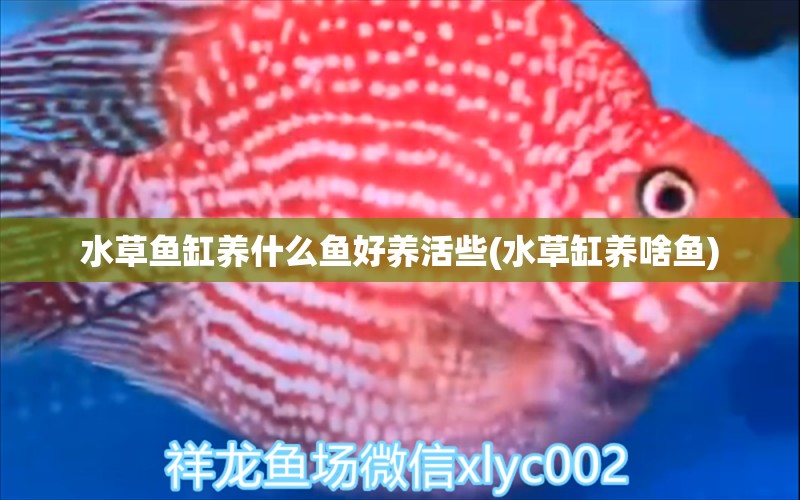 水草魚缸養(yǎng)什么魚好養(yǎng)活些(水草缸養(yǎng)啥魚) 水草 第1張