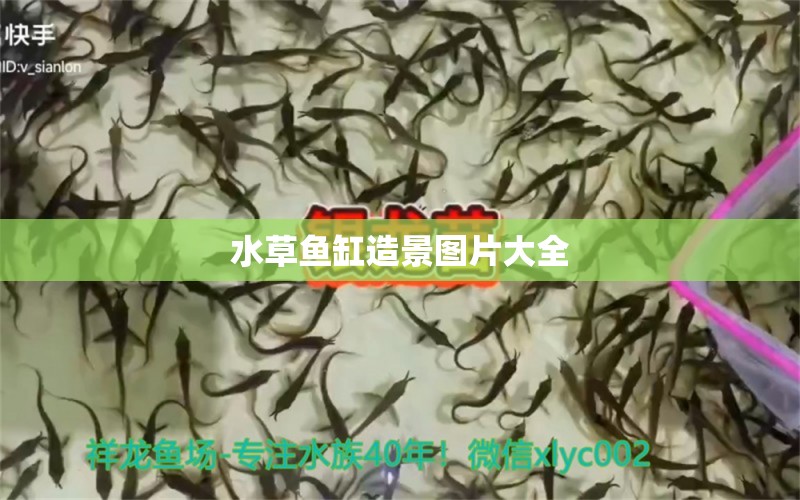 水草魚缸造景圖片大全