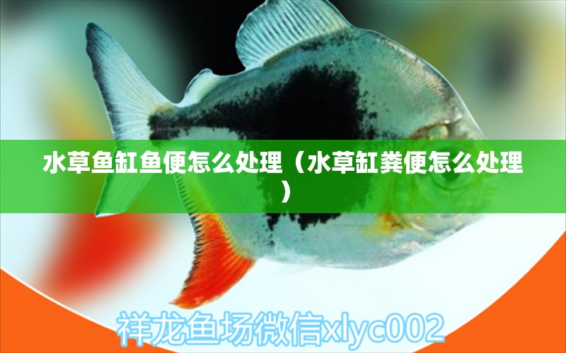 水草魚缸魚便怎么處理（水草缸糞便怎么處理） 狗仔招財貓魚