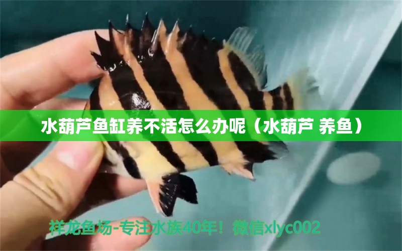 水葫蘆魚(yú)缸養(yǎng)不活怎么辦呢（水葫蘆 養(yǎng)魚(yú)）