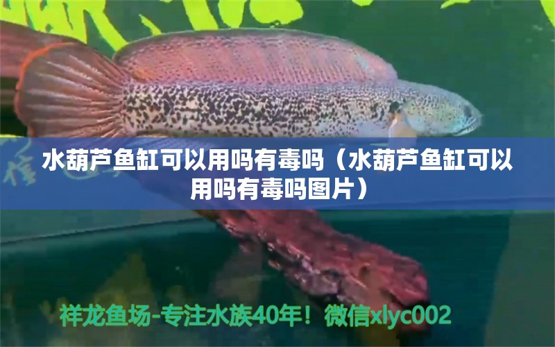 水葫蘆魚缸可以用嗎有毒嗎（水葫蘆魚缸可以用嗎有毒嗎圖片）