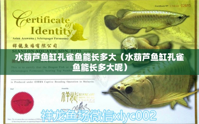 水葫蘆魚缸孔雀魚能長多大（水葫蘆魚缸孔雀魚能長多大呢）