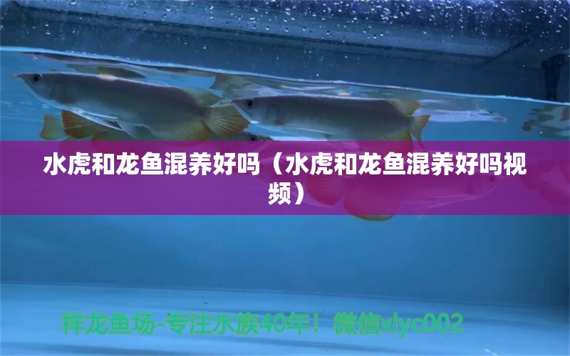 水虎和龍魚混養(yǎng)好嗎（水虎和龍魚混養(yǎng)好嗎視頻）