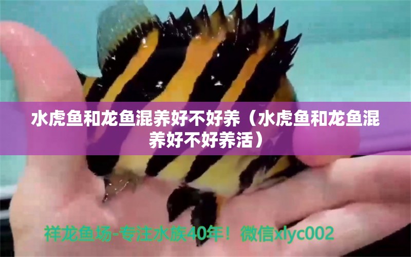 水虎魚和龍魚混養(yǎng)好不好養(yǎng)（水虎魚和龍魚混養(yǎng)好不好養(yǎng)活） 食人魚（水虎）