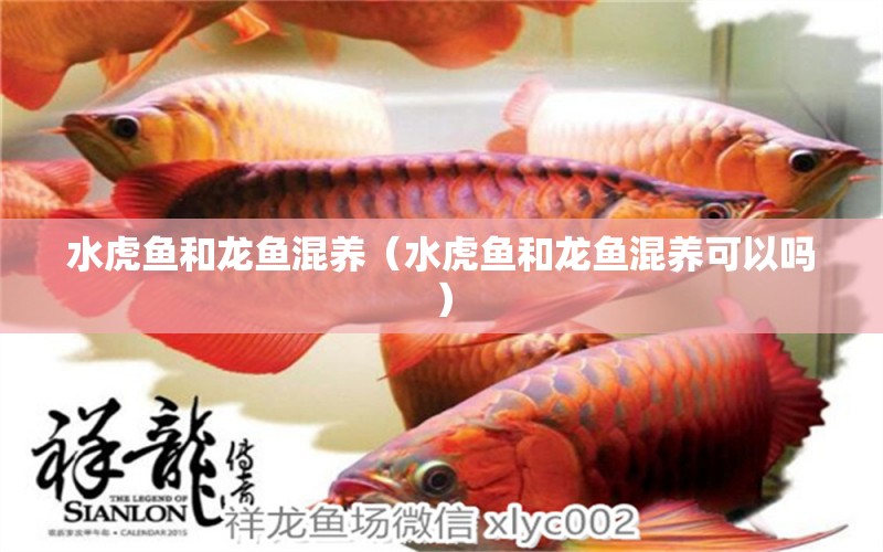 水虎魚和龍魚混養(yǎng)（水虎魚和龍魚混養(yǎng)可以嗎） 食人魚（水虎）