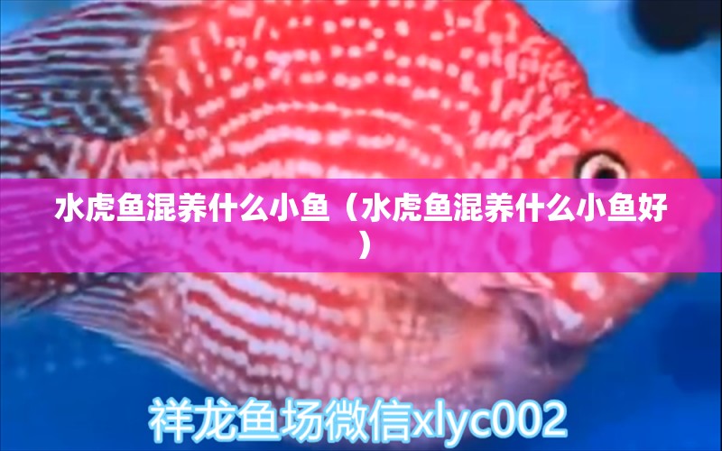 水虎魚混養(yǎng)什么小魚（水虎魚混養(yǎng)什么小魚好） 食人魚（水虎）